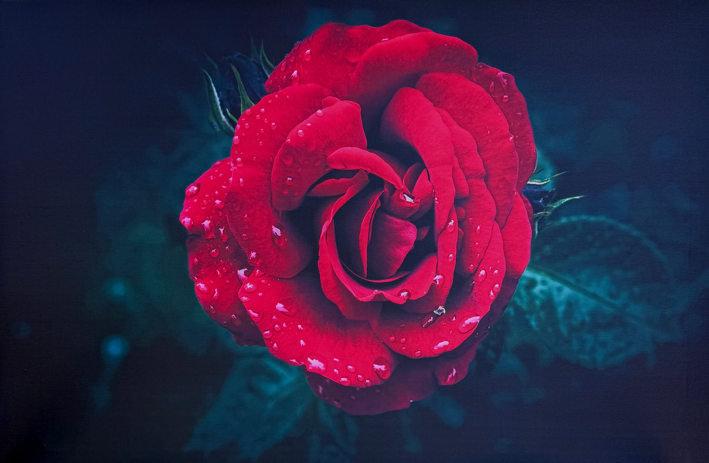 A single fully-bloomed red rose in vivid detail