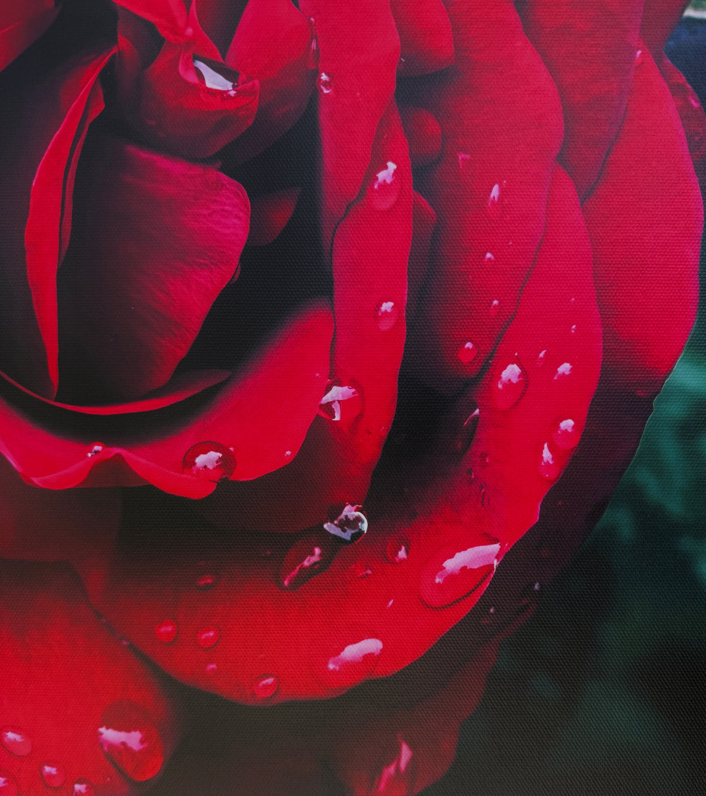 A single fully-bloomed red rose in vivid detail