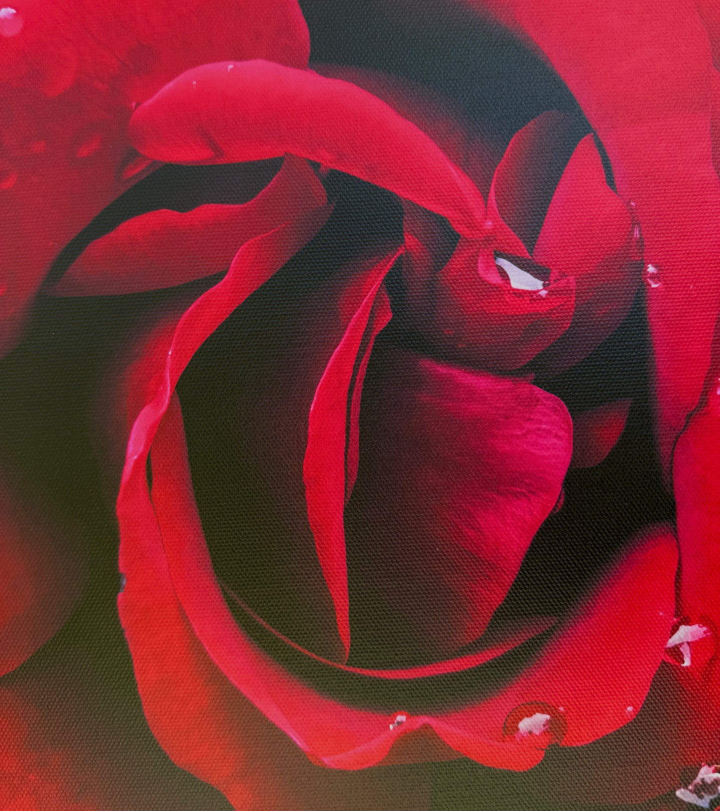 A single fully-bloomed red rose in vivid detail