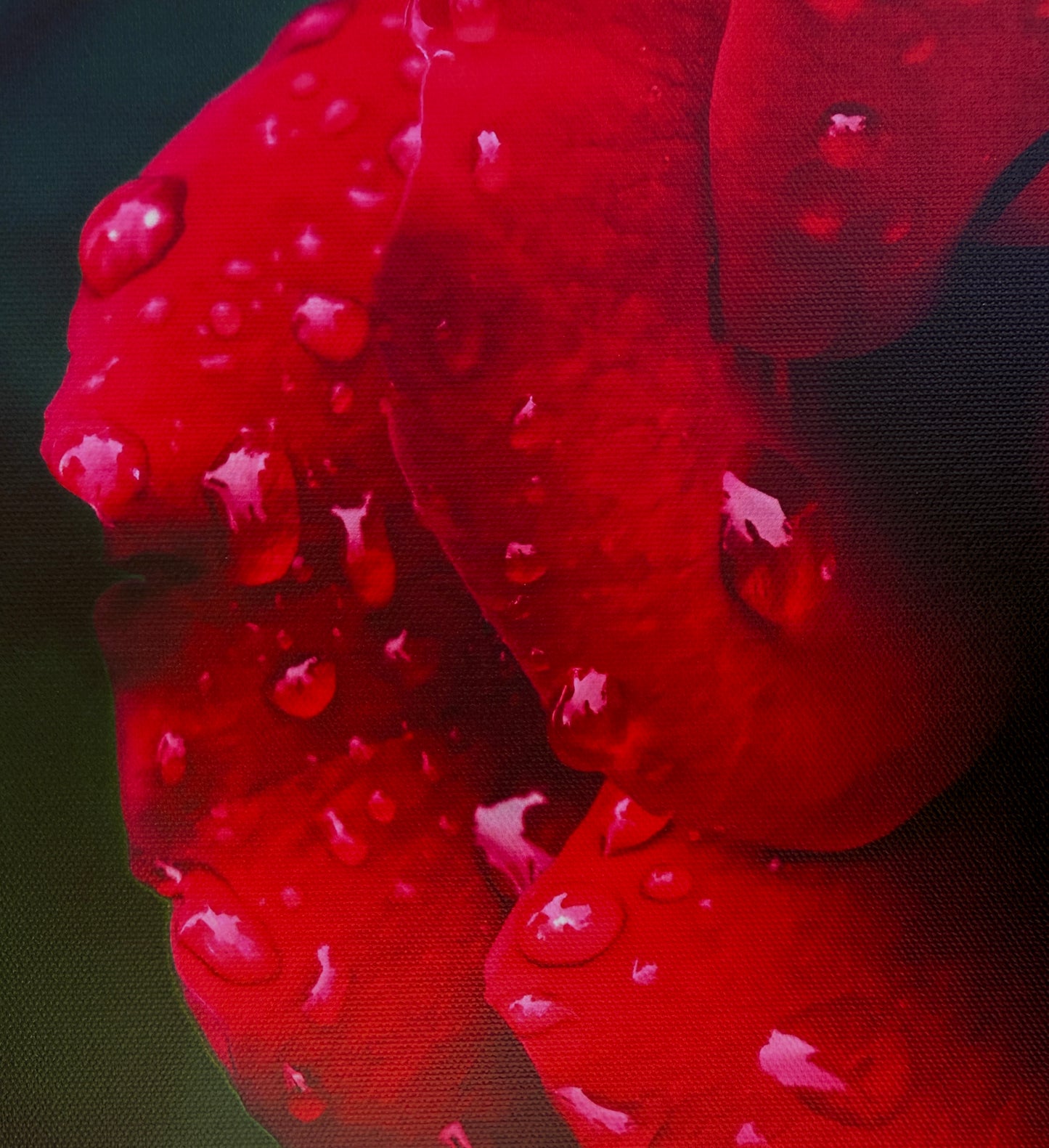 A single fully-bloomed red rose in vivid detail